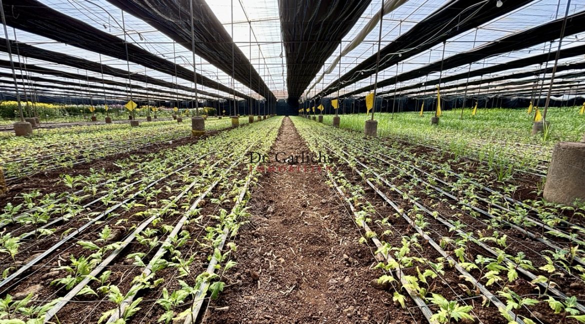 2512_Finca - Tenerife - Tejina - ID8183 - 17b_5858