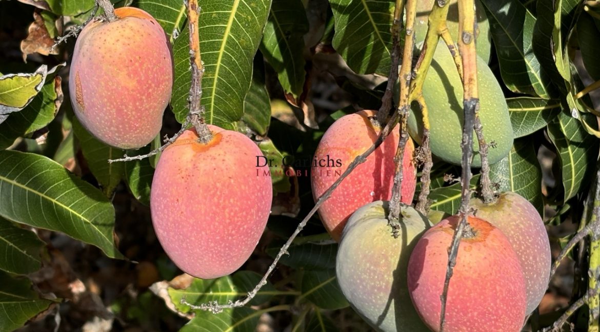 2512_Finca - Tenerife - Tejina - ID8183 - 17c_5792