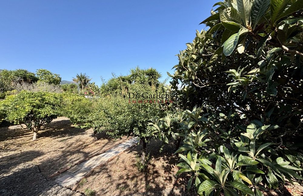 2081_Icod - Teneriffa - ID2877 - 19b_8187