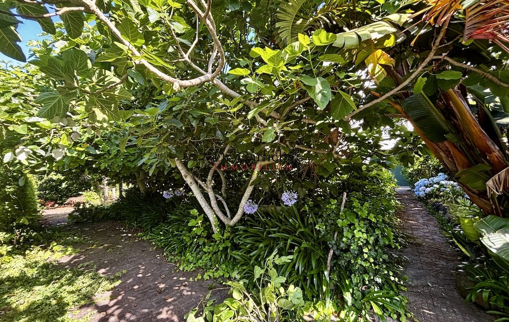 Tacoronte - Teneriffa - ID7743 - 3