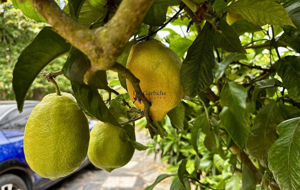 Tacoronte - Teneriffa - ID7743 - 40a