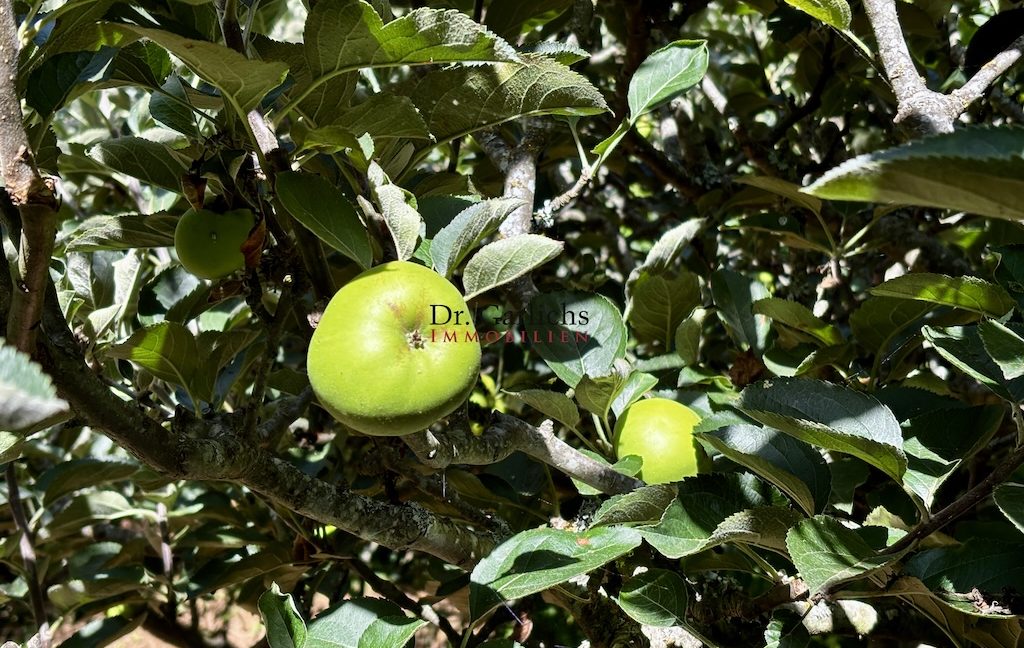 Tacoronte - Teneriffa - ID7743 - 43