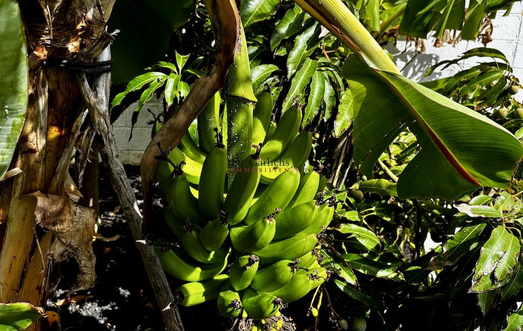 3548_San Andres - Teneriffa - ID5512 - 61_8195